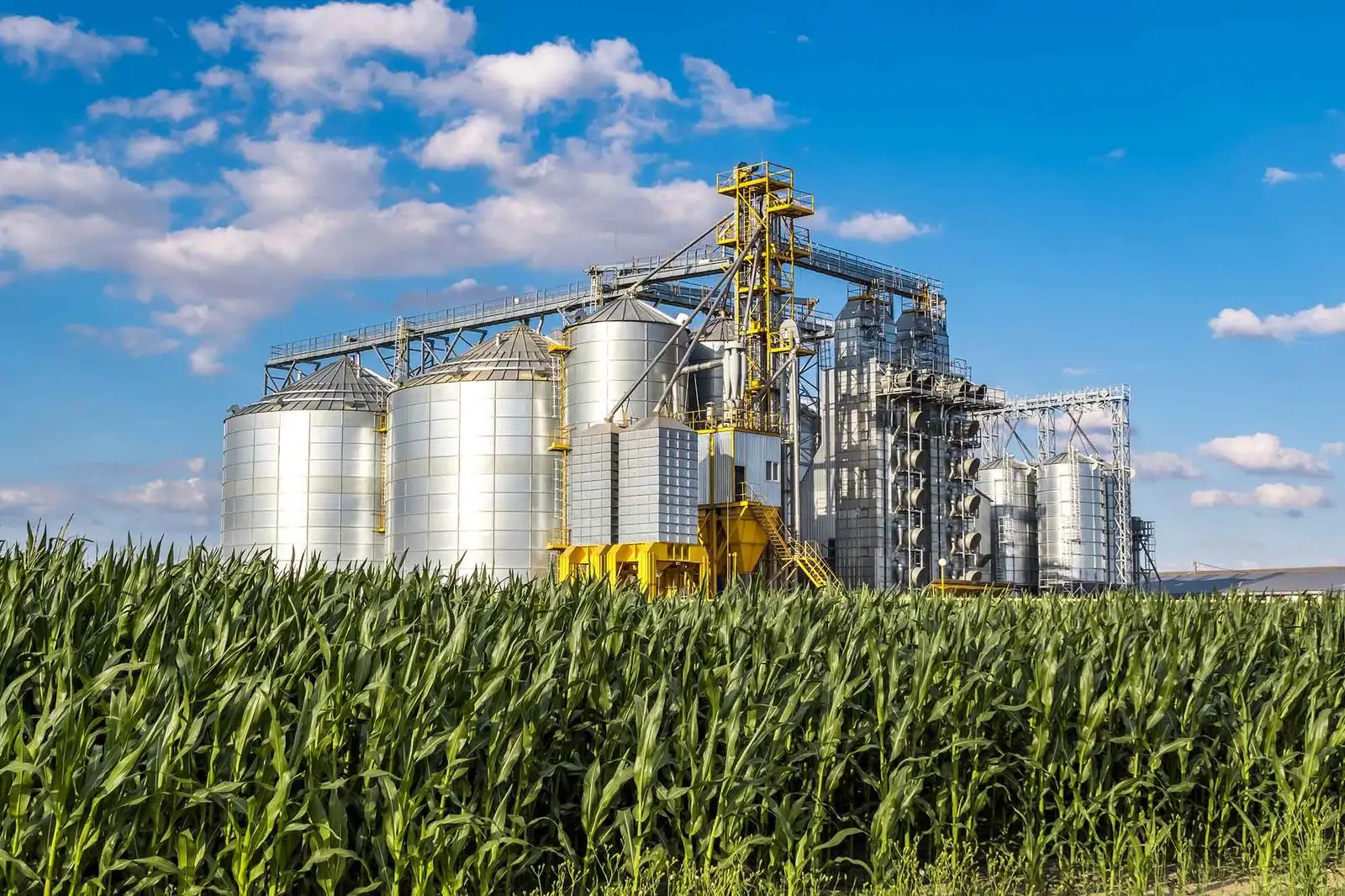 Grain storage silos beside a maize field