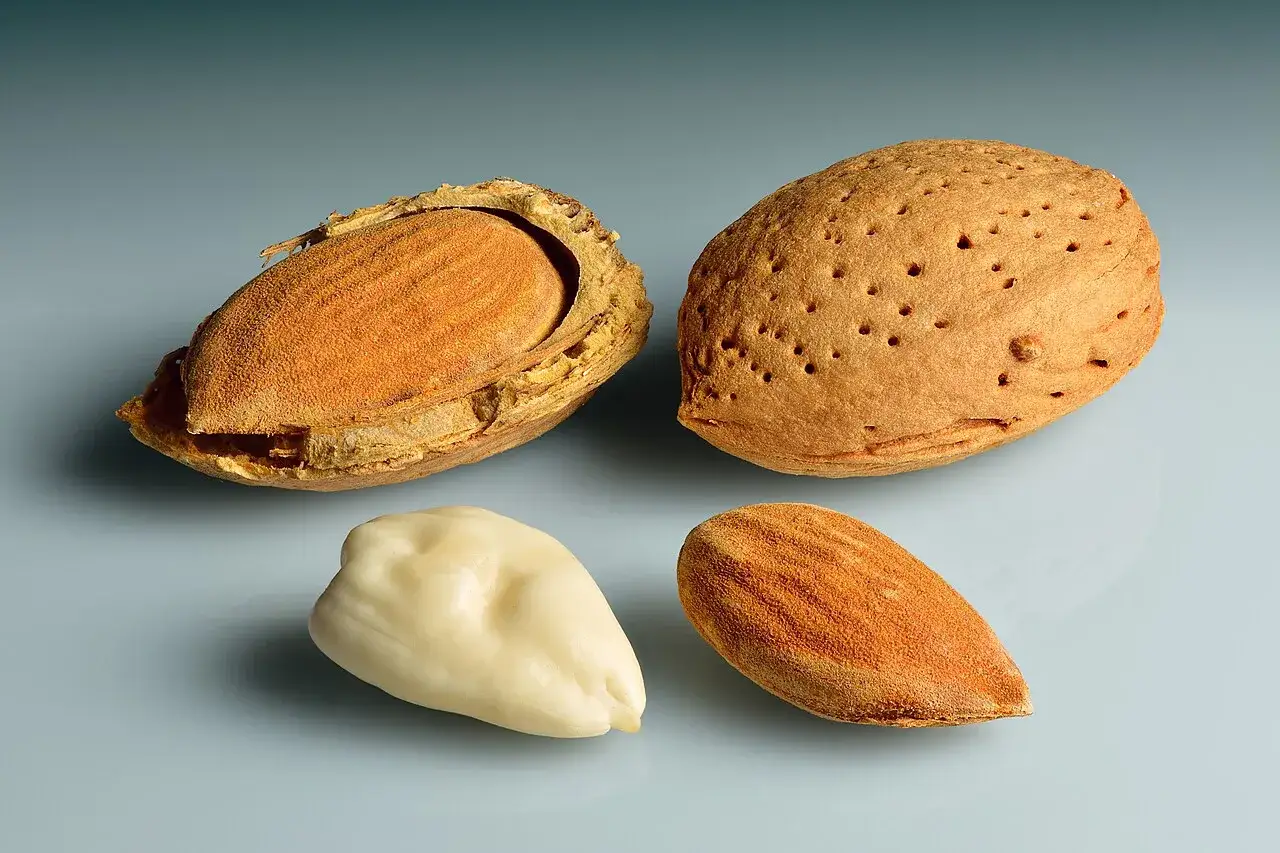 Almonds in the shell and shelled kernels, the material almond oil is pressed from