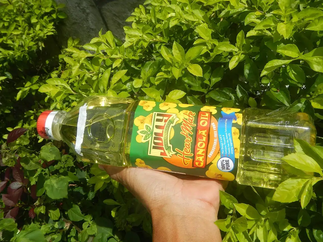 A one-litre bottle of canola oil held in the hand, label facing the camera
