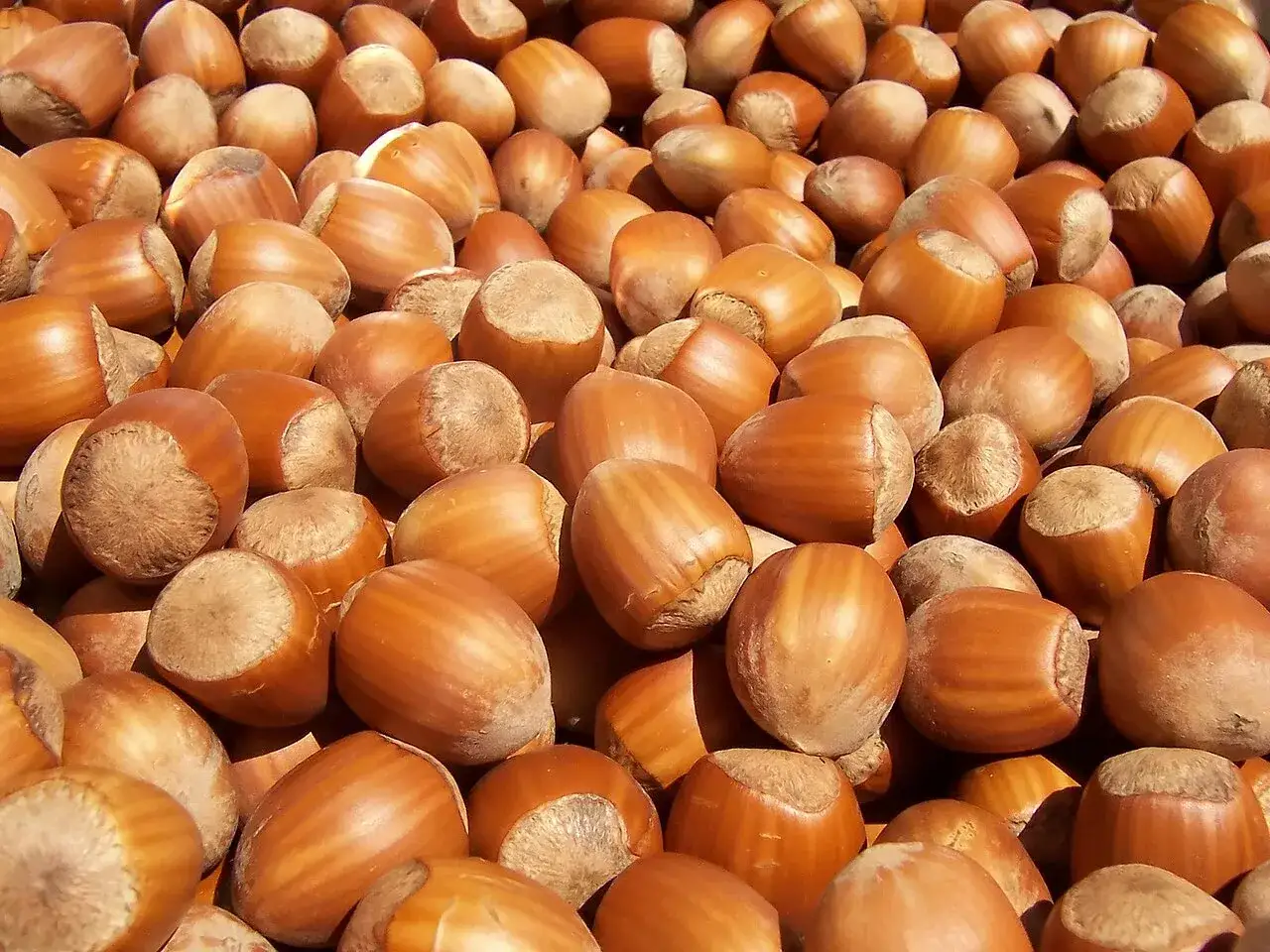 Whole hazelnuts in their shells, the kernels hazelnut oil is pressed from