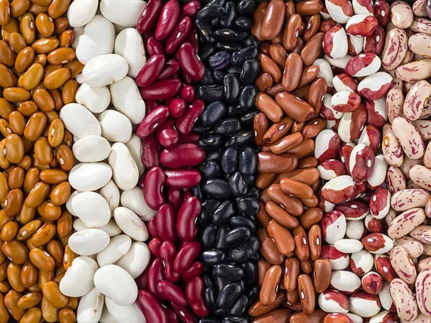 Rows of kidney bean varieties — speckled, white, red, black and dark red