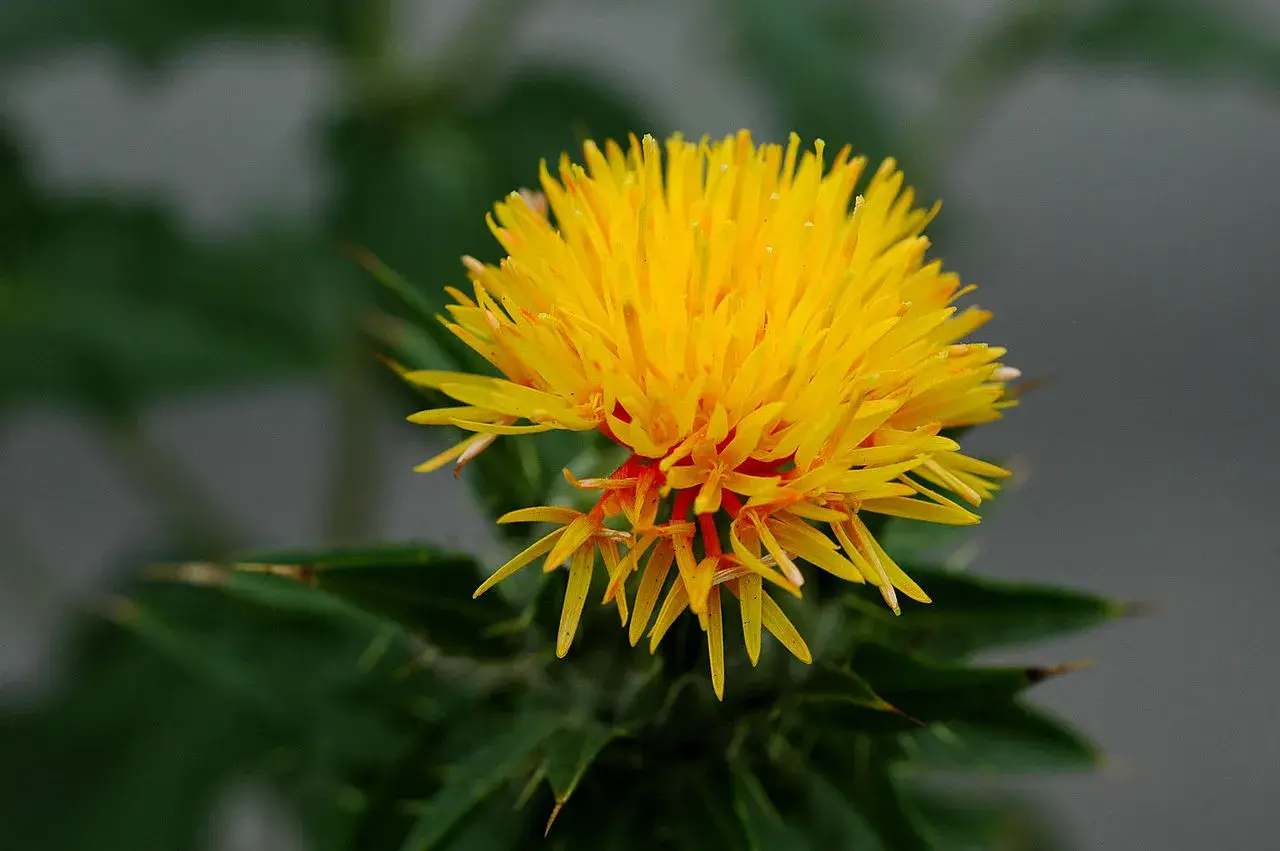 The orange-yellow flower head of safflower, Carthamus tinctorius, the plant safflower oil is pressed from