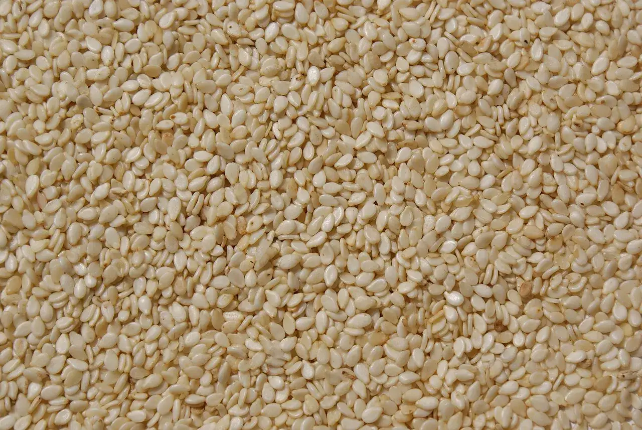Raw sesame seeds, the material light sesame oil is pressed from