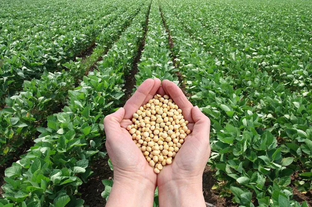 Hands holding soybeans above a green soybean field