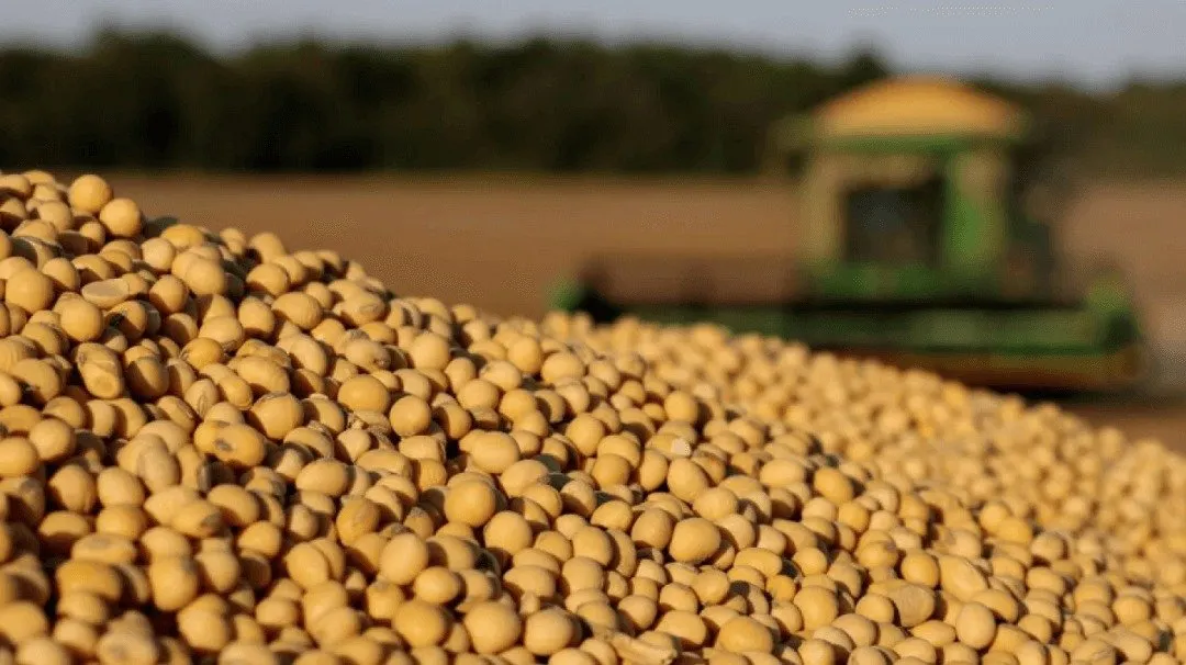 Harvested soybeans in front of a combine harvester