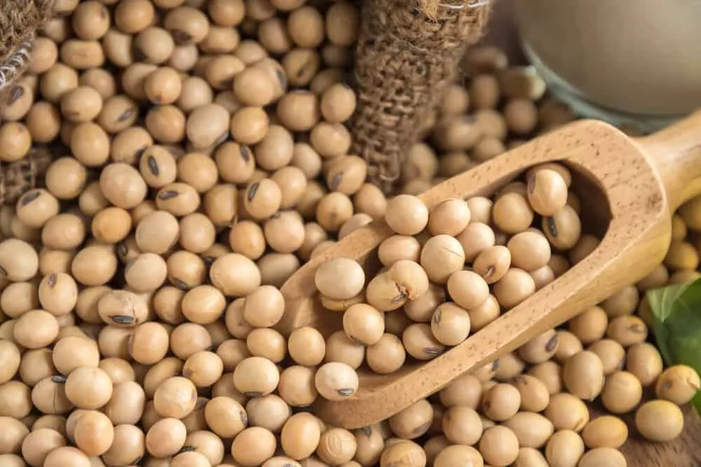 Dried soybeans with a wooden scoop